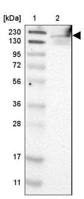 Western Blot FKBP15 Antibody