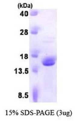 SDS-Page: Recombinant Human FKBP13/FKBP2 Protein [NBP1-41233] - 13.4 kDa (122aa), confirmed by MALDI-TOF with a purity of 90% by SDS - PAGE