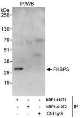 Immunoprecipitation: FKBP25 Antibody [NBP1-41071] - Whole cell lysate (1 mg for IP, 20% of IP loaded) from HeLa cells.  Antibodies: Affinity purified rabbit anti-FKBP3 used for IP at 3 mcg/mg lysate.  FKBP3 was not successfully immunoprecipitated by rabbit anti-FKBP3 antibody NBP1-41072, which recognizes a downstream epitope.