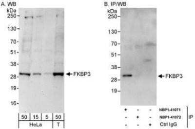 Western Blot: FKBP25 Antibody [NBP1-41072] - Whole cell lysate from HeLa (5, 15 and 50 mcg for WB; 1 mg for IP, 20% of IP loaded) and 293T (T; 50 mcg) cells. Affinity purified rabbit anti-FKBP3 antibody NBP1-41072 used for WB at 0.04 mcg/ml (A) and 1 mcg/ml (B) and used for IP at 3 mcg/mg lysate.
