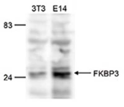 Western Blot: FKBP25 Antibody [NBP3-18658] - Figure 2. Western blot analysis using the antibody directed against FKBP25 (1) Western blot was performed on whole cell lysates from mouse fibroblasts (NIH3T3) and embryonic stem cells (E14Tg2a) with the antibody against mouse FKBP25 , diluted 1:500 in BSA/ PBS-Tween. The molecular weight marker (in kDa) is shown on the left; the location of the protein of interest (expected size: 25 kDa) is indicated on the right.