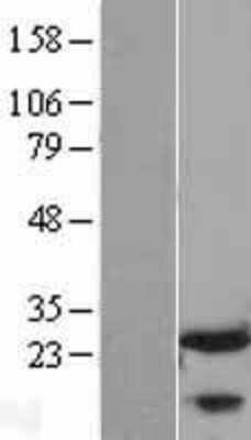 Western Blot FKBP25 Overexpression Lysate