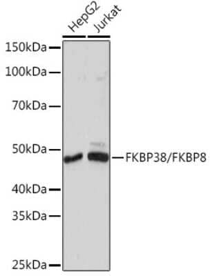 Western Blot: FKBP38 Antibody (2J7P6) [NBP3-16684] - Western blot analysis of extracts of various cell lines, using FKBP38 Rabbit mAb (NBP3-16684) at 1:1000 dilution. Secondary antibody: HRP Goat Anti-Rabbit IgG (H+L) at 1:10000 dilution. Lysates/proteins: 25ug per lane. Blocking buffer: 3% nonfat dry milk in TBST. Detection: ECL Basic Kit. Exposure time: 10s.