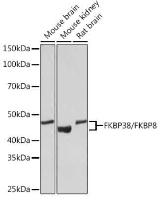 Western Blot: FKBP38 Antibody (2J7P6) [NBP3-16684] - Western blot analysis of extracts of various cell lines, using FKBP38 Rabbit mAb (NBP3-16684) at 1:1000 dilution. Secondary antibody: HRP Goat Anti-Rabbit IgG (H+L) at 1:10000 dilution. Lysates/proteins: 25ug per lane. Blocking buffer: 3% nonfat dry milk in TBST. Detection: ECL Basic Kit. Exposure time: 30s.