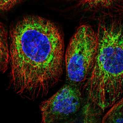 Immunocytochemistry/Immunofluorescence: FKBP38 Antibody [NBP2-33440] - Immunofluorescent staining of human cell line A-431 shows localization to cytosol & mitochondria. Antibody staining is shown in green.