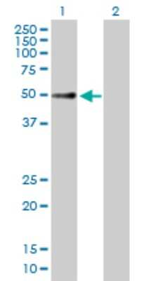 Western Blot: FKBP38 Antibody [H00023770-B02P] - Analysis of FKBP8 expression in transfected 293T cell line by FKBP8 polyclonal antibody.  Lane 1: FKBP8 transfected lysate(45.43 KDa). Lane 2: Non-transfected lysate.