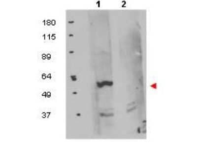 Western Blot: FKBP38 Antibody [NB110-85535] - Analysis of exogenous FKBP8 in 50 ug of HEK293T whole cell lysate (lane 1). The results of peptide competition are shown in lane 2 where no specific staining is noted after the antibody is first incubated for 1h with the immunizing peptide in 5% BLOTTO prior to reaction with the membrane. The membrane was probed with the primary antibody at a 1:1,000 dilution in 5% BLOTTO at 4 C, overnight.