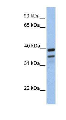 Western Blot: FKBP38 Antibody [NBP1-59018] - Human Brain lysate, concentration 0.2-1 ug/ml.