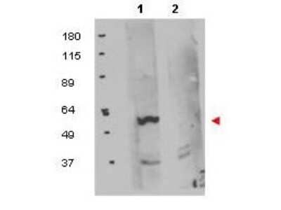 Western Blot: FKBP38 Antibody [NBP1-77909] - Shows detection of exogenous FKBP8 in 50 ug of HEK293T whole cell lysate (lane 1). The results of peptide competition are shown in lane 2 where no specific staining is noted after the antibody is first incubated for 1h with the immunizing peptide in 5% BLOTTO prior to reaction with the membrane. The membrane was probed with the primary antibody at a 1:1,000 dilution in 5% BLOTTO at 4C, overnight. Personal Communication, Olga Aprelikova, CCR-NCI, Bethesda, MD.