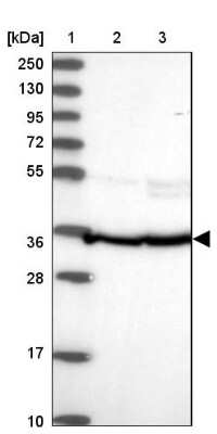 Western Blot: FKBP38 Antibody [NBP2-33440] - Lane 1: Marker  [kDa] 250, 130, 95, 72, 55, 36, 28, 17, 10.  Lane 2: Human cell line RT-4.  Lane 3: Human cell line U-251MG sp
