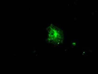 Immunocytochemistry/Immunofluorescence: FKBP51/FKBP5 Antibody (OTI3E9) - Azide and BSA Free [NBP2-70742] - Staining of COS7 cells transiently transfected by pCMV6-ENTRY FKBP5/FKBP51.