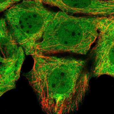 Immunocytochemistry/Immunofluorescence: FKBP52/FKBP4 Antibody [NBP2-56131] - Staining of human cell line MCF7 shows localization to nucleoplasm & cytosol.