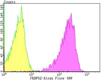 Flow Cytometry: FKBP52/FKBP4 Antibody (JG96-30) [NBP2-75491] - Analysis of 293T cells with FKBP52 antibody at 1/100 dilution (purple) compared with an unlabelled control (cells without incubation with primary antibody; yellow).  Alexa Fluor 488-conjugated goat anti-rabbit IgG was used as the secondary antibody.