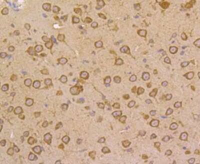 Immunohistochemistry-Paraffin: FKBP52/FKBP4 Antibody (JG96-30) [NBP2-75491] - Analysis of paraffin-embedded mouse brain tissue using anti-FKBP52 antibody. Counter stained with hematoxylin.