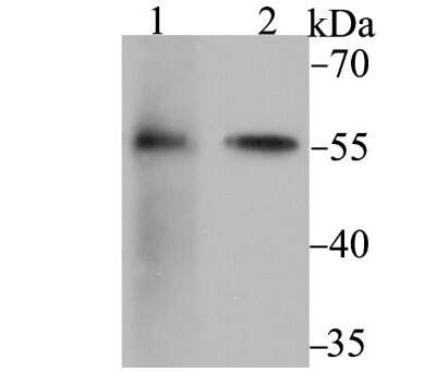 Western Blot: FKBP52/FKBP4 Antibody (JG96-30) [NBP2-75491] - Analysis of FKBP52 on 293 (1) and SK-Br-3 (2) cell lysate using anti-FKBP52 antibody at 1/2,000 dilution.