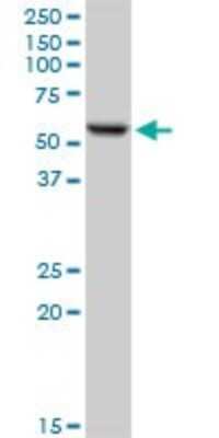Western Blot: FKBP52/FKBP4 Antibody [H00002288-B01P] - Analysis of FKBP4 expression in HeLa.