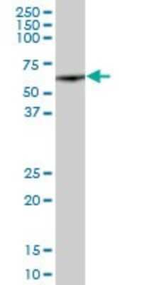 Western Blot: FKBP52/FKBP4 Antibody [H00002288-B01P] - Analysis of FKBP4 expression in human liver.