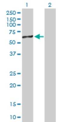 Western Blot: FKBP52/FKBP4 Antibody [H00002288-B01P] - Analysis of FKBP4 expression in transfected 293T cell line by FKBP4 polyclonal antibody.  Lane 1: FKBP4 transfected lysate(50.49 KDa). Lane 2: Non-transfected lysate.