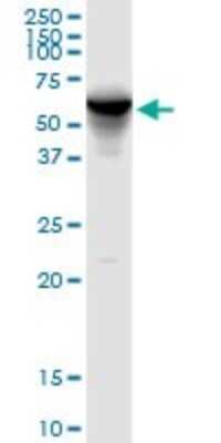 Western Blot: FKBP52/FKBP4 Antibody [H00002288-D01P] - Analysis of FKBP4 expression in K-562.