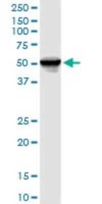 Western Blot: FKBP52/FKBP4 Antibody [H00002288-D01P] - Analysis of FKBP4 expression in human liver.