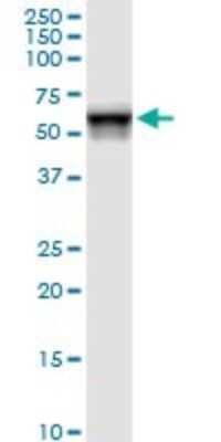 Western Blot: FKBP52/FKBP4 Antibody [H00002288-D01P] - Analysis of FKBP4 expression in mouse spleen.