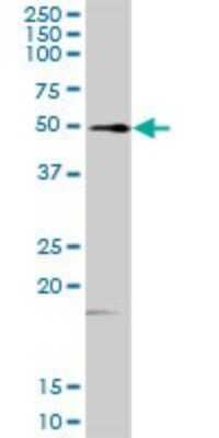 Western Blot: FKBP52/FKBP4 Antibody [H00002288-D01P] - Analysis of FKBP4 expression in mouse testis.
