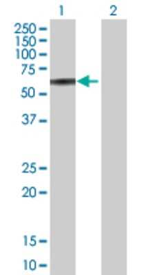 Western Blot: FKBP52/FKBP4 Antibody [H00002288-D01P] - Analysis of FKBP4 expression in transfected 293T cell line by FKBP4 polyclonal antibody.Lane 1: FKBP4 transfected lysate(51.80 KDa).Lane 2: Non-transfected lysate.