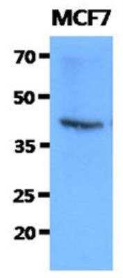 Western Blot: FKBP6 Antibody (9B7) [NBP2-42645] - Western Blot: The cell lysates of MCF7 (40ug) were resolved by SDS-PAGE, transferred to PVDF membrane and probed with anti-human FKBP6 antibody (1:1000). Proteins were visualized using a goat anti-mouse secondary antibody conjugated to HRP and an ECL detection system