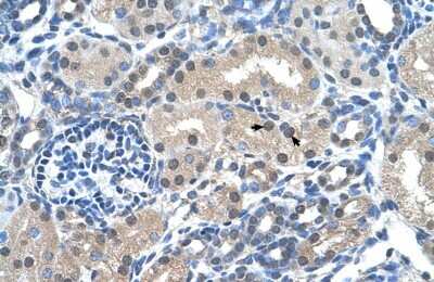 Immunohistochemistry-Paraffin: FKBP6 Antibody [NBP1-54606] - Human kidney Tissue, antibody concentration 4-8ug/ml. Cells with positive label: renal corpuscle cells (indicated with arrows) 400X magnification.