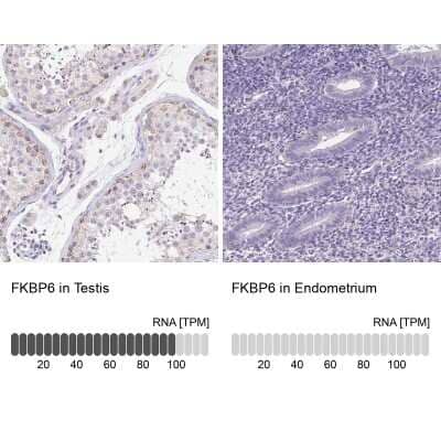 Immunohistochemistry-Paraffin: FKBP6 Antibody [NBP2-38905] - Staining in human testis and endometrium tissues using anti-FKBP6 antibody. Corresponding FKBP6 RNA-seq data are presented for the same tissues.