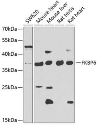 Western Blot FKBP6 Antibody - BSA Free