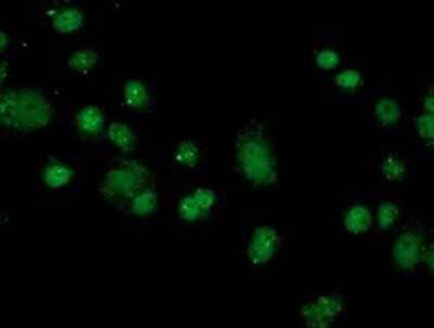 Immunocytochemistry/Immunofluorescence: FKBPL Antibody (2D8) [NBP2-03407] Staining of COS7 cells transiently transfected by pCMV6-ENTRY FKBPL.