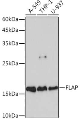 Western Blot: FLAP Antibody (2S7Z0) [NBP3-15828] - Western blot analysis of extracts of various cell lines, using FLAP Rabbit mAb (NBP3-15828) at 1:1000 dilution. Secondary antibody: HRP Goat Anti-Rabbit IgG (H+L) at 1:10000 dilution. Lysates/proteins: 25ug per lane. Blocking buffer: 3% nonfat dry milk in TBST. Detection: ECL Basic Kit. Exposure time: 60s.