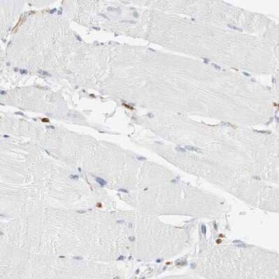 Immunohistochemistry-Paraffin: FLAP Antibody [NBP1-84666] - Staining of human skeletal muscle shows low expression as expected.