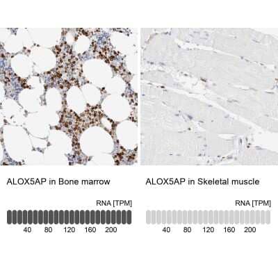 Immunohistochemistry-Paraffin: FLAP Antibody [NBP1-84666] - Staining in human bone marrow and skeletal muscle tissues using anti-ALOX5AP antibody. Corresponding ALOX5AP RNA-seq data are presented for the same tissues.