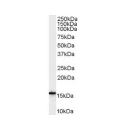 Western Blot: FLAP Antibody [NB100-53797] - Human U937 cell lysate (35ug protein in RIPA buffer). Primary incubation was 1hour. Detected by chemiluminescence.