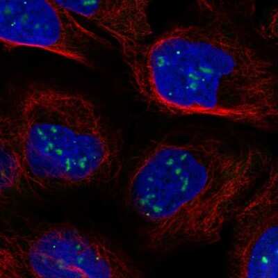 Immunocytochemistry/Immunofluorescence: FLASH Antibody [NBP2-58151] - Staining of human cell line U-2 OS shows localization to nucleoli & nuclear bodies. Antibody staining is shown in green.