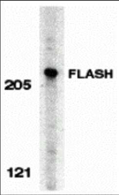 Western Blot FLASH Antibody - BSA Free