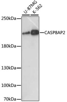 Western Blot: FLASH Antibody [NBP3-03511] - Analysis of extracts of various cell lines, using FLASH antibody at 1:1000 dilution. Secondary antibody: HRP Goat Anti-Rabbit IgG (H+L) at 1:10000 dilution. Lysates/proteins: 25ug per lane. Blocking buffer: 3% nonfat dry milk in TBST. Detection: ECL Basic Kit.