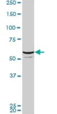 Western Blot: FLI1 Antibody (2D6) [H00002313-M06] - Analysis of FLI1 expression in PC-12 (Cat # L012V1).