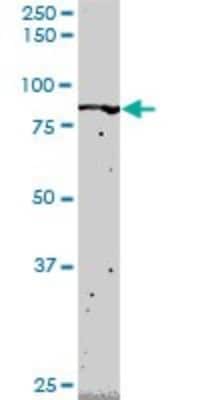 Western Blot: FLI1 Antibody (2G8) [H00002313-M02] - FLI1 monoclonal antibody (M02), clone 2G8. Analysis of FLI1 expression in Jurkat.