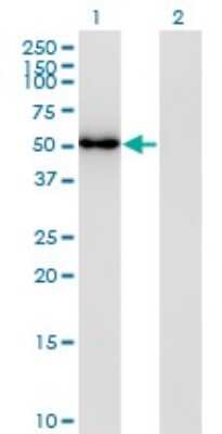 Western Blot: FLI1 Antibody (2G8) [H00002313-M02] - Analysis of FLI1 expression in transfected 293T cell line by FLI1 monoclonal antibody (M02), clone 2G8.Lane 1: FLI1 transfected lysate(51 KDa).Lane 2: Non-transfected lysate.