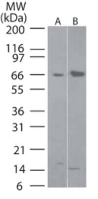 Western Blot: FLIP Antibody - Unpurified [NB100-56306] - Analysis of I-FLICE/CASPER in A) human 293 and B) mouse NIH 3T3 cell lysate using this antibody.