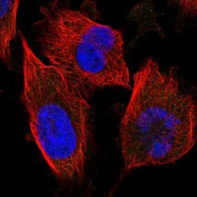 Immunocytochemistry/Immunofluorescence: FLJ10808 Antibody [NBP1-87911] - Immunofluorescent staining of human cell line U-251 MG shows no positivity.