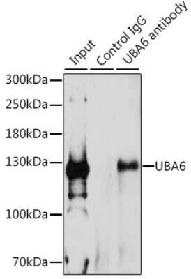 Immunoprecipitation: FLJ10808 Antibody [NBP3-03402] - Analysis of 200ug extracts of 293T cells, using FLJ10808 antibody . Western blot was performed from the immunoprecipitate using this antibody.