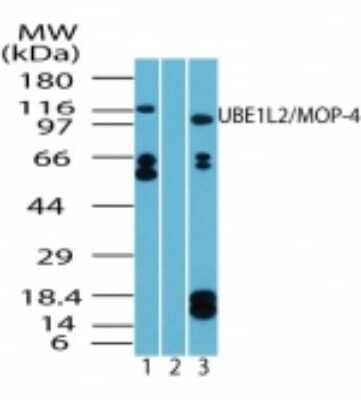 Western Blot: FLJ10808 Antibody [NBP2-24587] - analysis of human UBA6 in Daudi cell lysate in the 1) absence and 2) presence of immunizing peptide and 3) RAW using UBA6 antibody at 2 ug/ml.