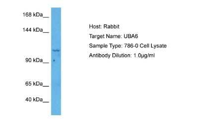 Western Blot: FLJ10808 Antibody [NBP2-87449] - Host: Rabbit. Target Name: UBA6. Sample Tissue: Human 786-0 Whole Cell lysates. Antibody Dilution: 1ug/ml