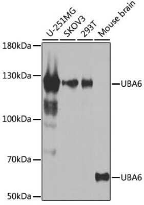 Western Blot: FLJ10808 Antibody [NBP3-03402] - Analysis of extracts of various cell lines, using FLJ10808 antibody at 1:1000 dilution. Secondary antibody: HRP Goat Anti-Rabbit IgG (H+L) at 1:10000 dilution. Lysates/proteins: 25ug per lane. Blocking buffer: 3% nonfat dry milk in TBST. Detection: ECL Basic Kit.