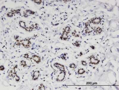 Immunohistochemistry-Paraffin: FLJ11184 Antibody (4A6) [H00055319-M08] - Analysis of monoclonal antibody to C4orf43 on formalin-fixed paraffin-embedded human breast. Antibody concentration 3 ug/ml