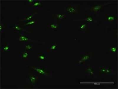 Immunocytochemistry/Immunofluorescence: FLJ11184 Antibody [H00055319-D01P] - Analysis of antibody to C4orf43 on HeLa cell. Antibody concentration 10 ug/ml.